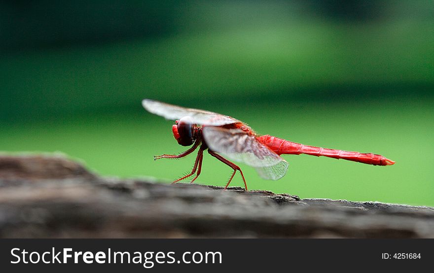 It is a dragonfly on the dress.It is very beautiful. It is a dragonfly on the dress.It is very beautiful.