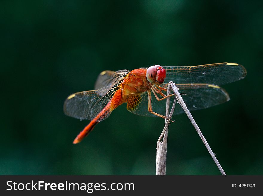 It is a red dragonfly on the dress.It is very beautiful.