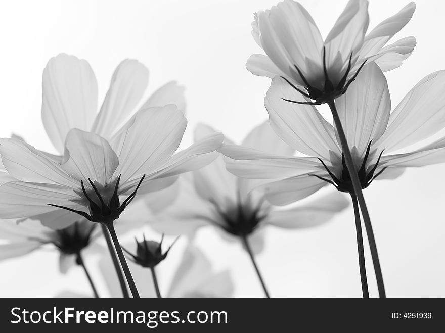 High key underside view of daisy against a bright sunny sky. High key underside view of daisy against a bright sunny sky