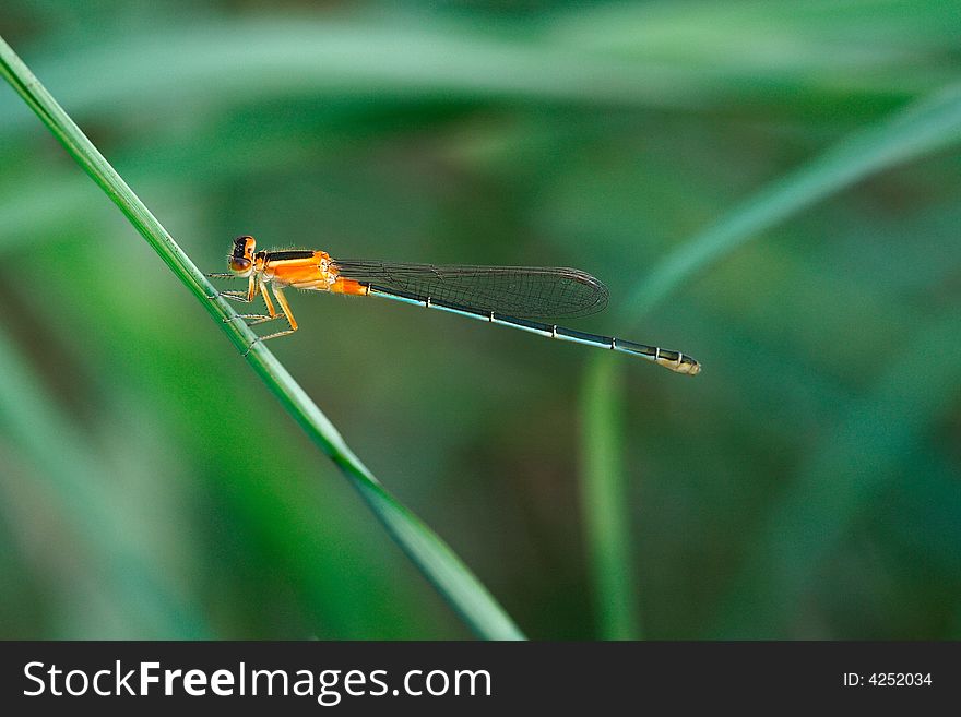 It is a damselfly on the dress.It is very small and  very beautiful.