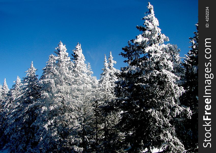 Snow covered trees on Sierra Blanca in the Southern Rockies at Ski Apache near Ruidoso, New Mexico