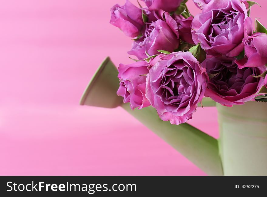 A green watering can full of pink springtime roses. A green watering can full of pink springtime roses