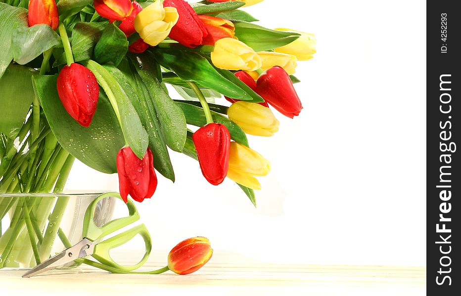 Colored tulips with glass vase on the white background