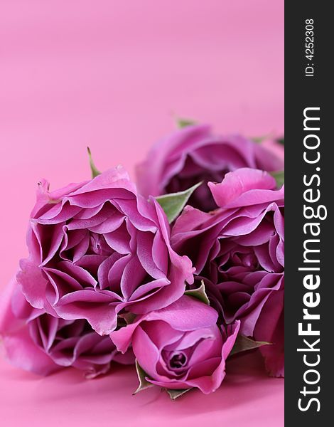 A bunch of pink roses on a pink background. A bunch of pink roses on a pink background