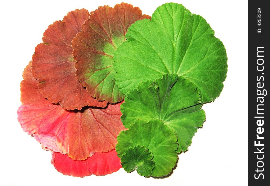 Colourful leaves in diffrent grown phase