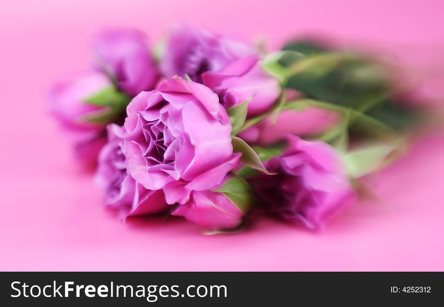 A bunch of pink roses with a speciall focus effect. A bunch of pink roses with a speciall focus effect