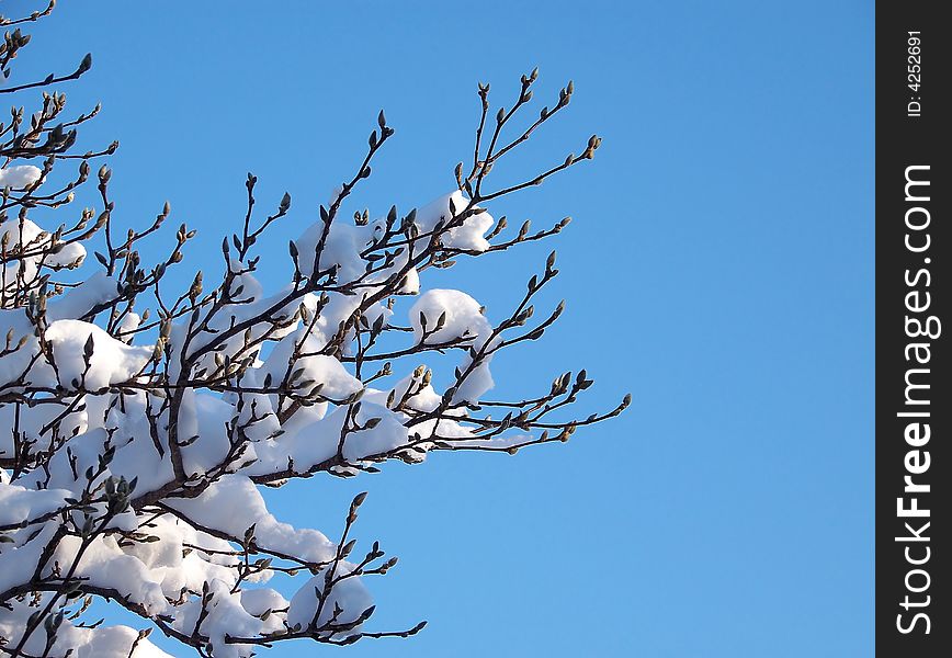 Snow Covered Branch