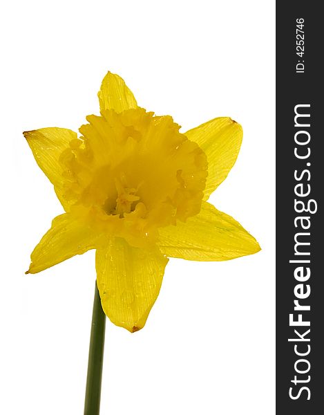 Yellow daffodil on a clean white background. Yellow daffodil on a clean white background