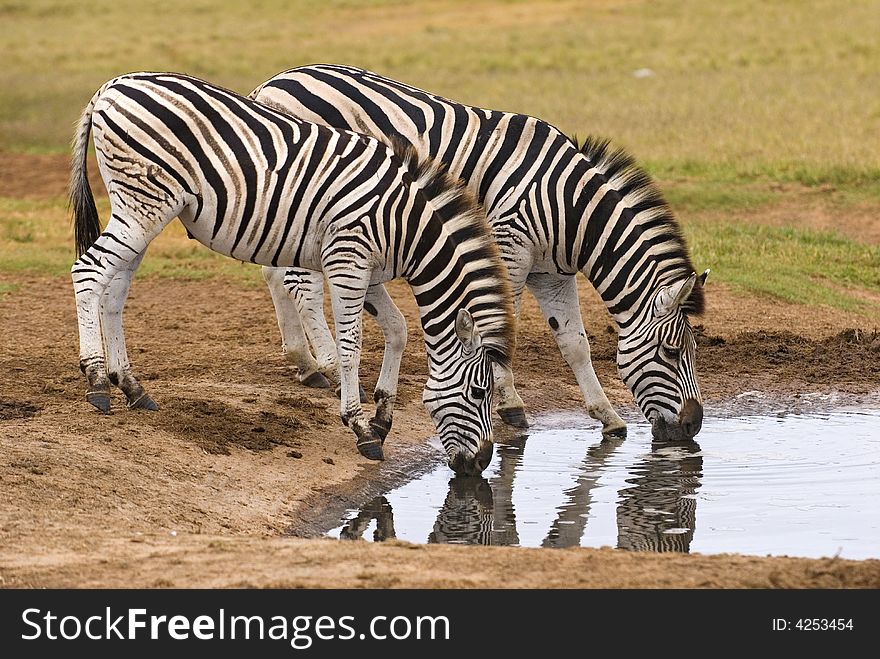 Zebra each have a different Pattern of Stripes which are unique. Zebra each have a different Pattern of Stripes which are unique