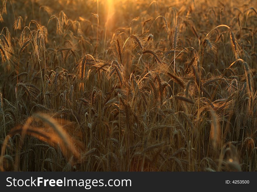 Field of wheat nice landscape