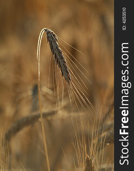 Field of wheat