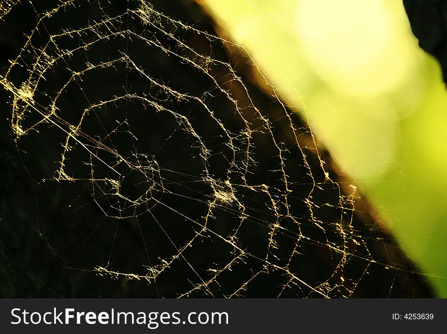 Spider's web on the tree