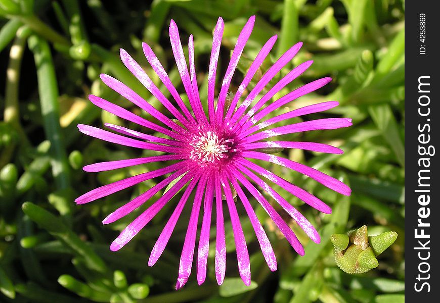 A little pinnk flower of erica garden plant. A little pinnk flower of erica garden plant