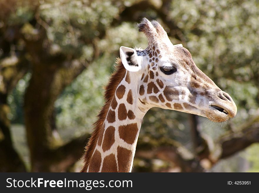 close up of a giraffe head