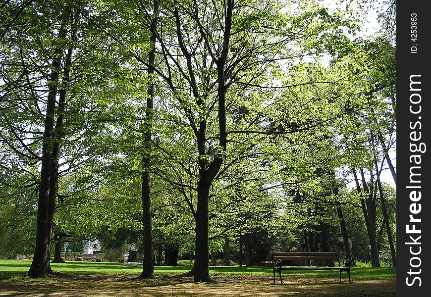 Tree in a park in Tirol, Austria. Tree in a park in Tirol, Austria