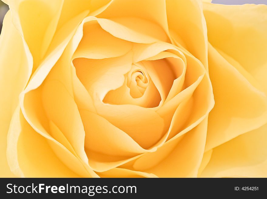 Close up of a yellow rose