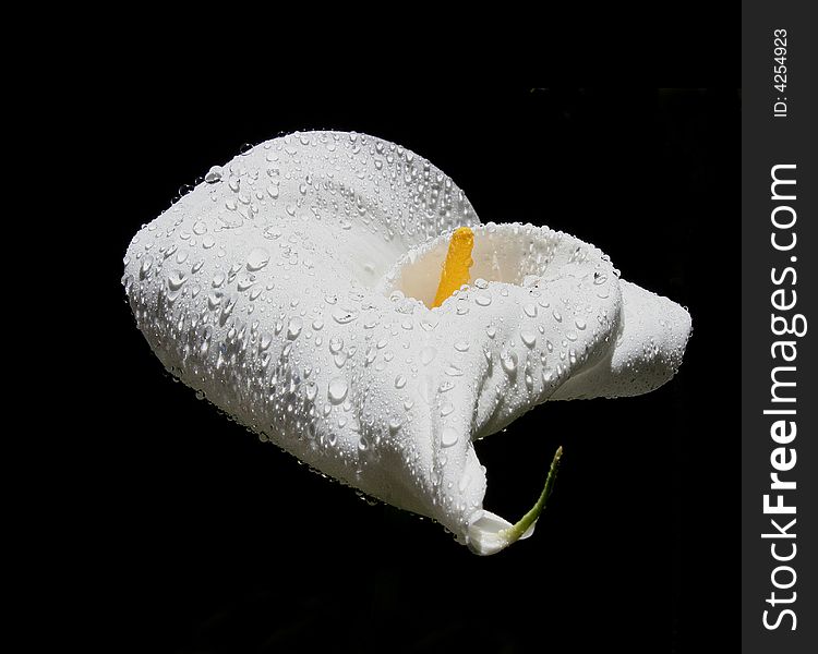 Sunlit calla lily after rain shower on black background