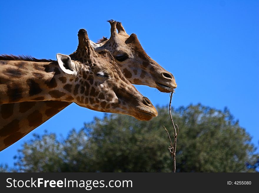 These two giraffes are eating in savannah