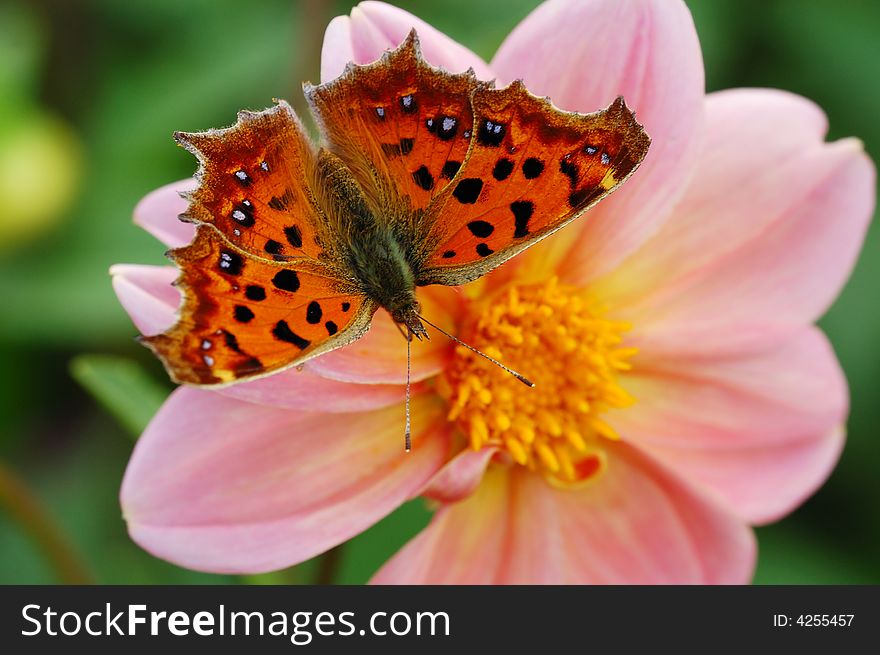 A brown butterfly on dahlia in green background. A brown butterfly on dahlia in green background