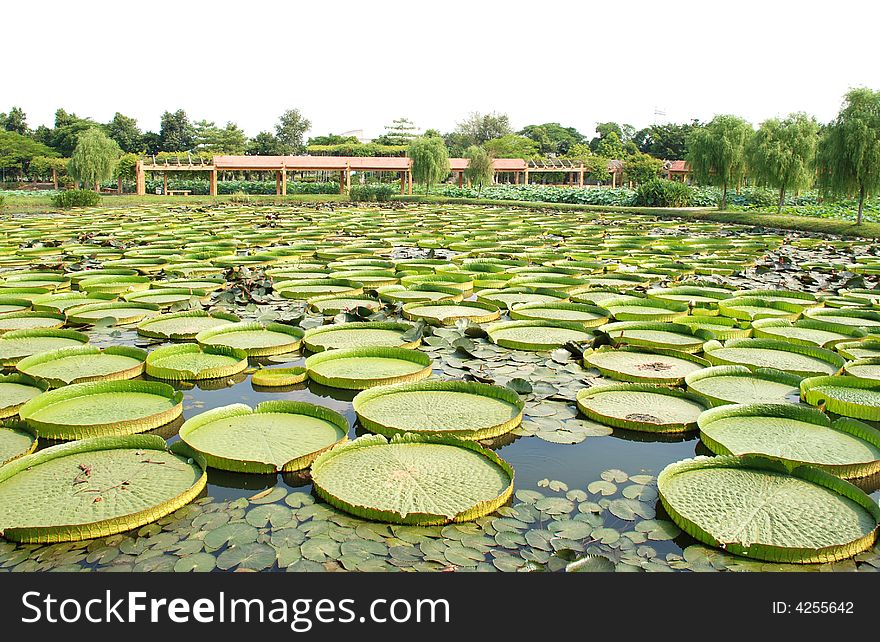 A lot of verdure leaves of Victoria amazonica,royal water lily,floating on the water.