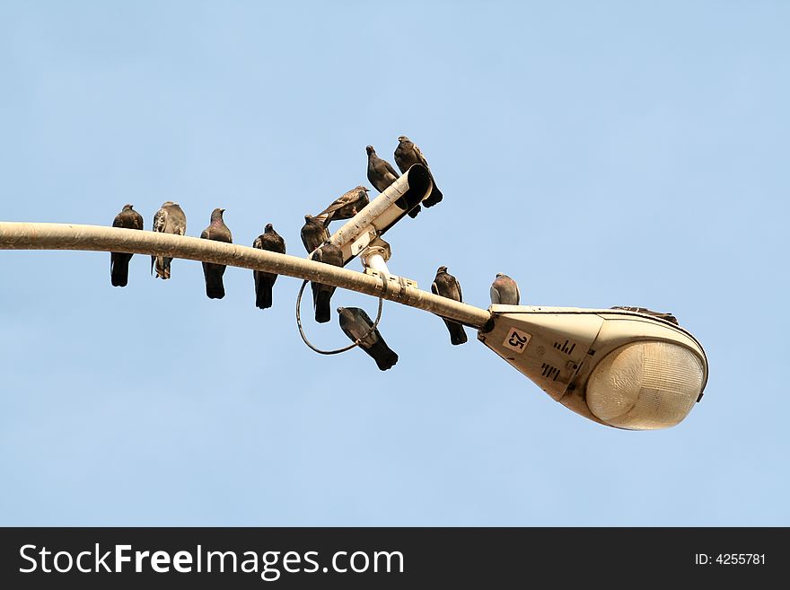 a flock of pigeons perched on a lamp post. a flock of pigeons perched on a lamp post