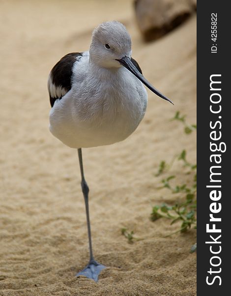 Bird standing on one leg on the sand