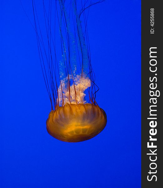 Jelly Fish swimming in a clear blue water