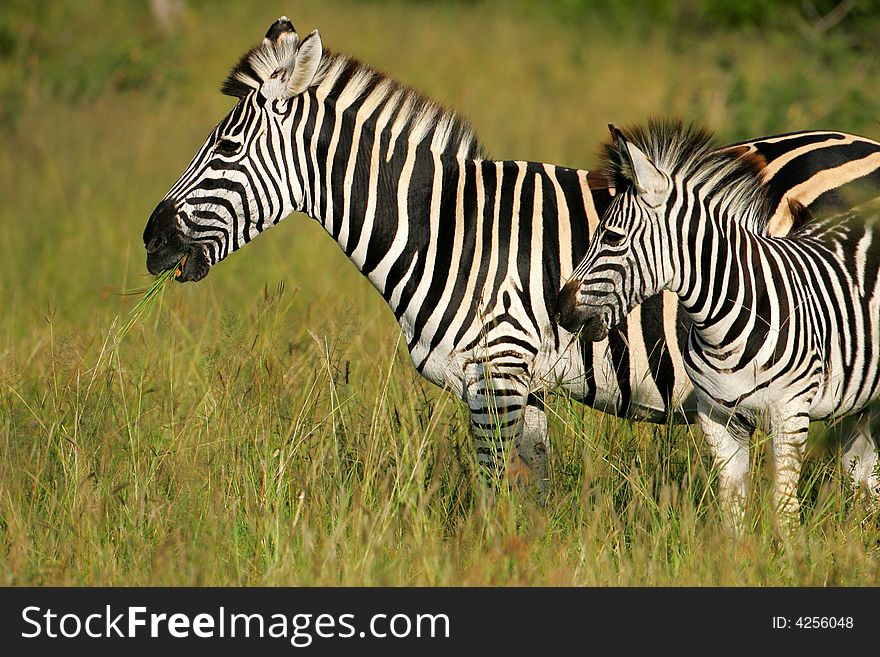 A shot of an African Zebras in the wild