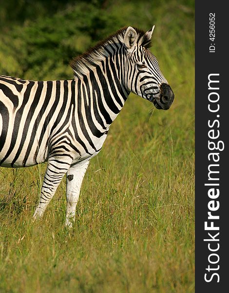 A shot of an African Zebras in the wild