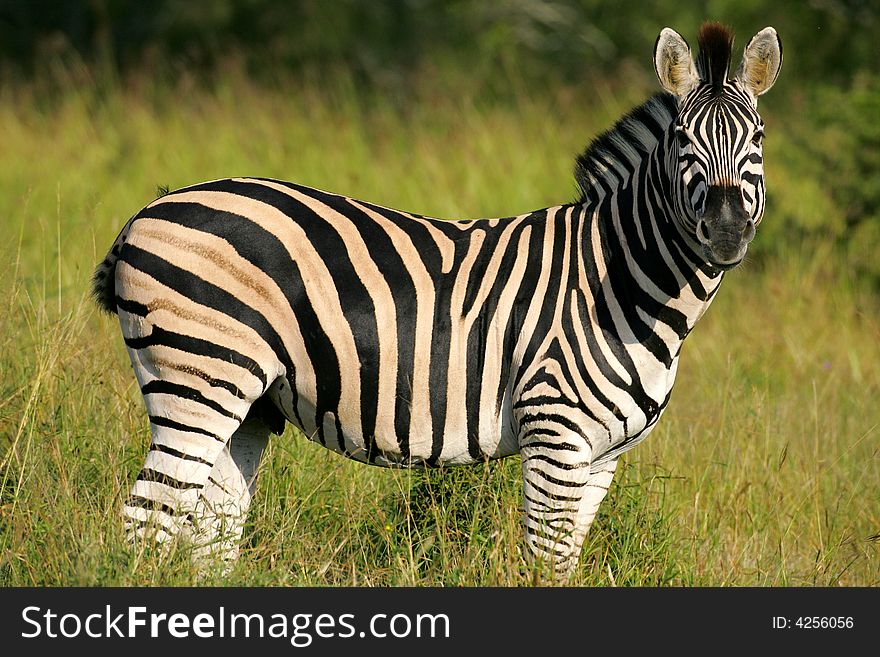 A shot of an African Zebras in the wild