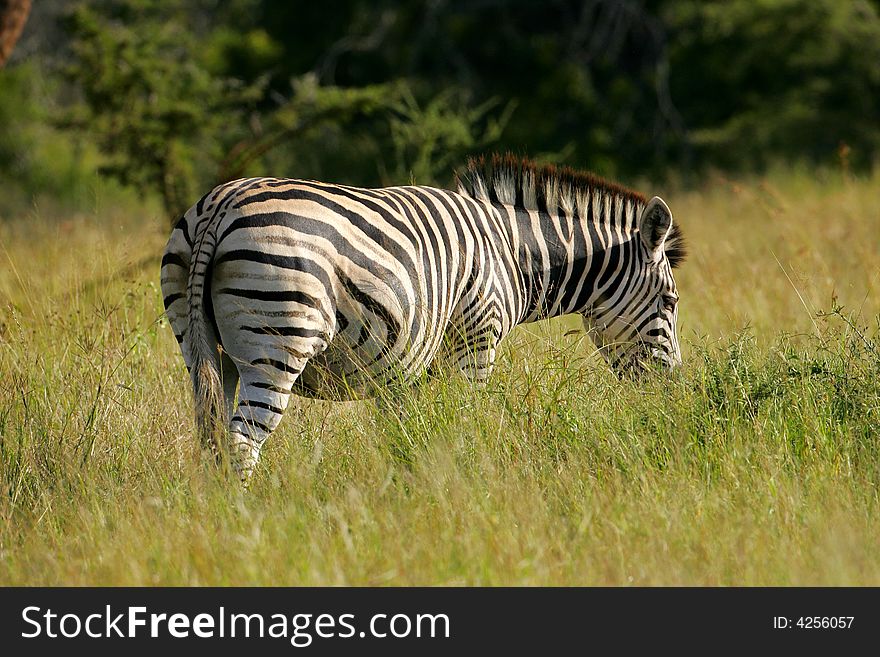 A shot of an African Zebras in the wild