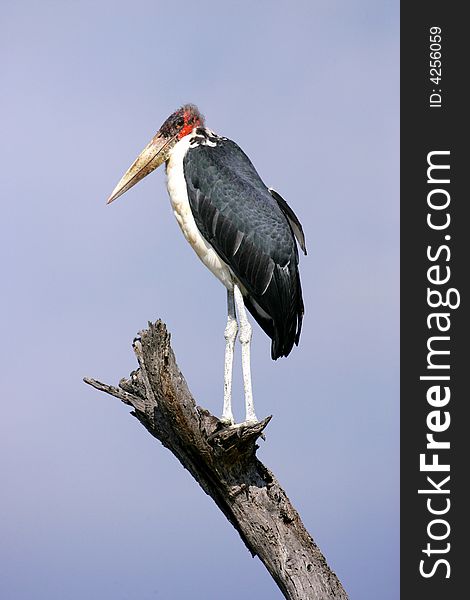 A shot of an Marabou Stork in the wild