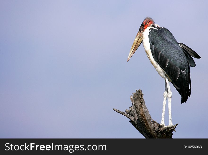 Marabou Stork