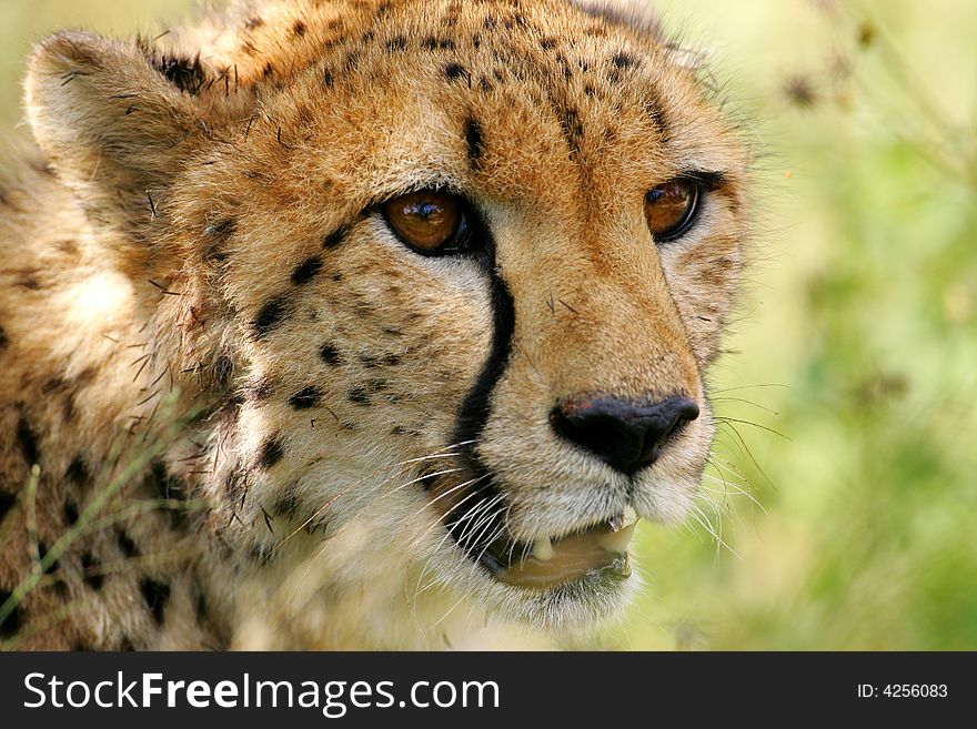 A shot of an African Cheetah in the wild