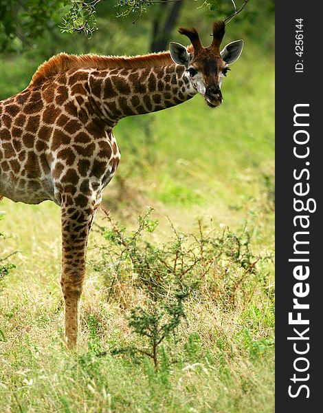 A shot of an African Giraffe in the wild. A shot of an African Giraffe in the wild