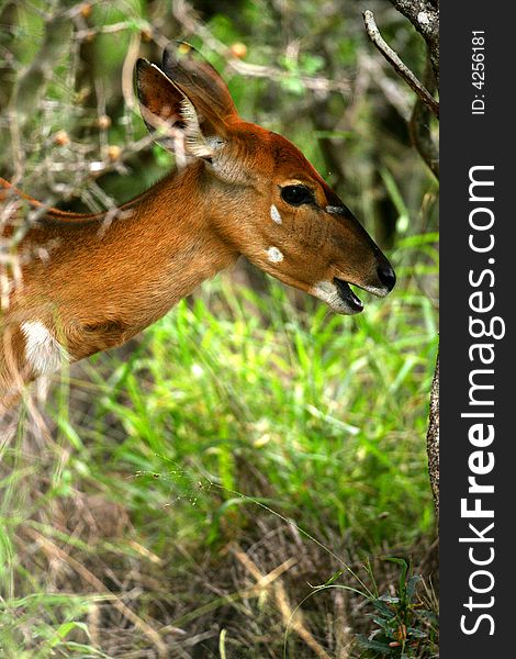 African Female Nyala