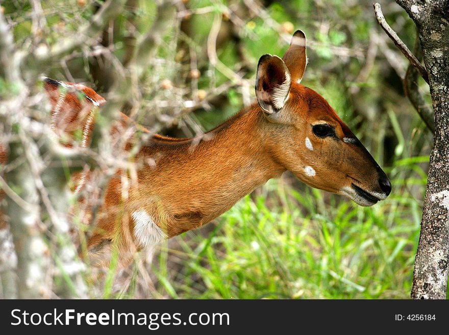 African Female Nyala