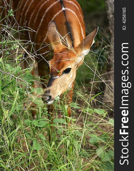 African Female Nyala