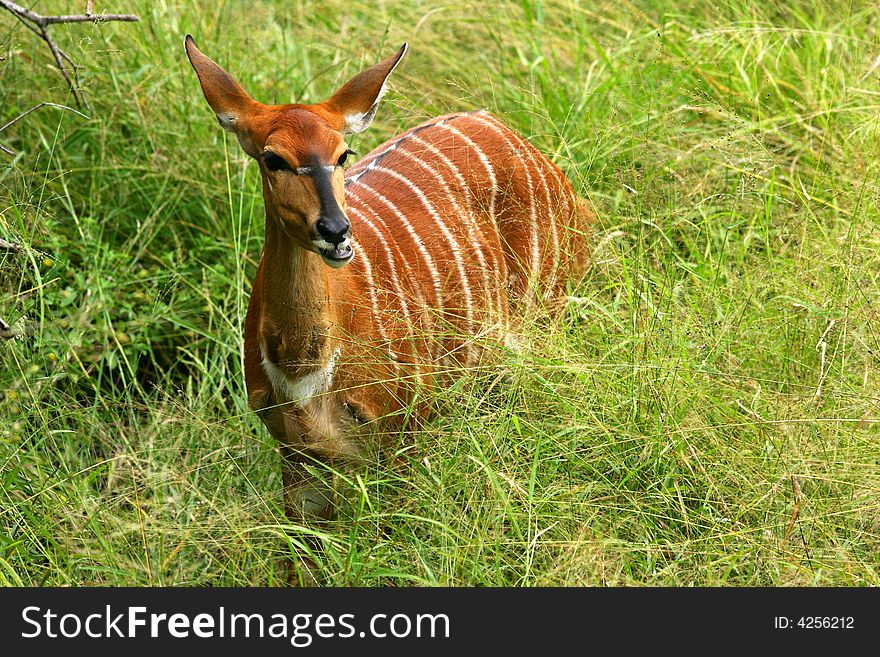 A shot of an African female Nyala in the wild