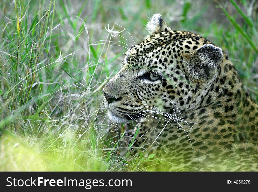 African Leopard