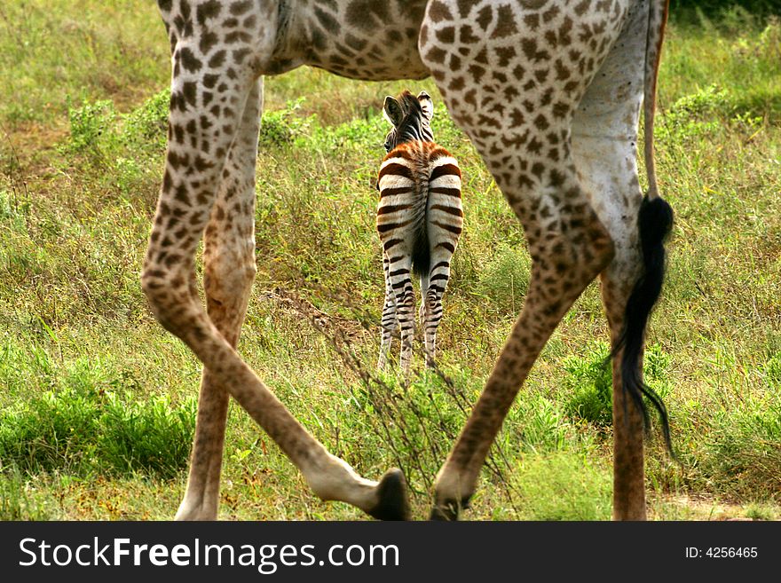 African Zebras