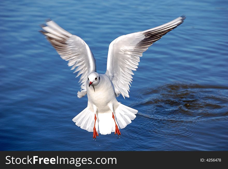 Spread wings sea gull taking off