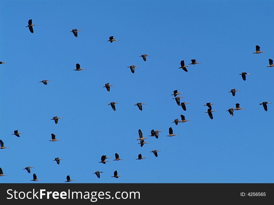 Flock of geese flying on a blue sky background