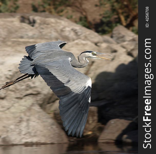 Take off of grey heron in Egypt