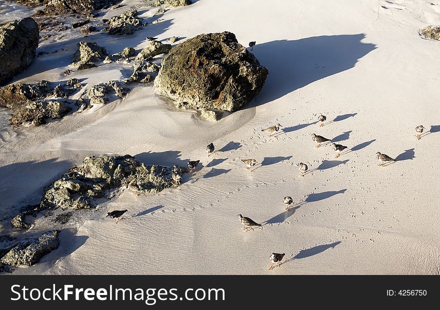 Birds on the beach between the rocks during sunset