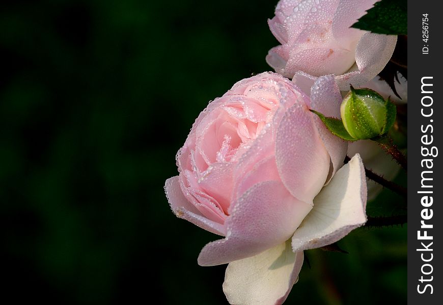 Drops Of Dew On A Rose.