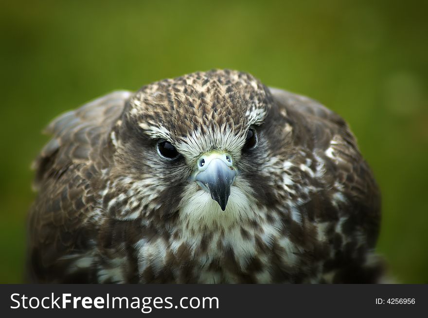 A close up of a peregrine falcon