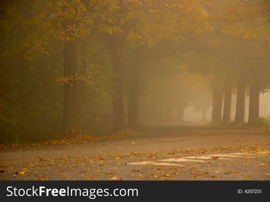 A foggy road in a cold autumn day