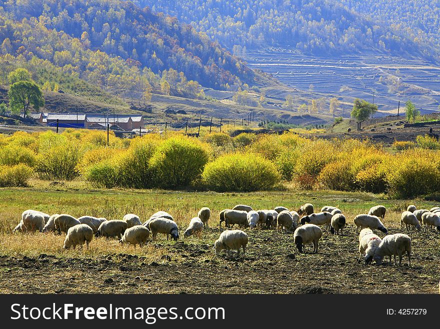 In a mountain district which is far away from the cities. I found that so many snow white sheep, and i took the photo there