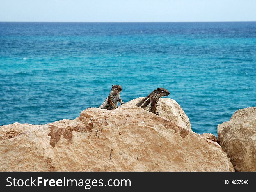 Two squirrels rock climber near the ocean - in spain